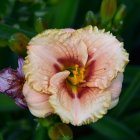 Colorful digital artwork: Large peach rose in full bloom with purple bud and green leaves on dark green