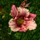 Colorful Pink and Orange Flower with Golden Center and Dark Green Foliage