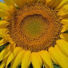 Colorful Sunflower and Floral Bouquet Painting on Blue Background