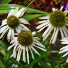 Lively garden with white daisies and colorful flowers