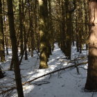 Mystical figure in cloak in snowy forest with golden light