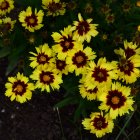 Vibrant yellow and red flowers bouquet on dark background