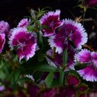 Colorful Purple and Red Poppies with Dewdrops on Dark Background