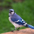 Vibrant blue owl with intricate patterns on wooden surface against green background