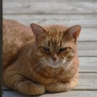 Striking Blue-Eyed Orange Cat Resting on Wooden Deck