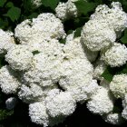 White Flowers with Yellow Centers Covered in Water Droplets Among Green Leaves