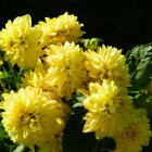 Yellow, White, and Purple Flower Bouquet on Dark Background