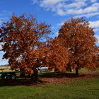 Colorful Autumn Trees with Orange Foliage and Blue Sky