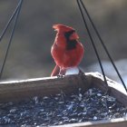 Vibrant birds on snowy branch with berries and leaves under blue sky