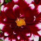 Red Rose Covered in Snowflakes on Blurred Background