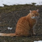 Fluffy orange and white cat in dreamy landscape with blue eyes