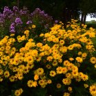 Colorful Blooming Flowers in Glass Jars on Dark Background