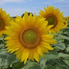 Colorful sunflowers, butterflies, and blue sky painting with fluffy clouds and dandelion-like trees