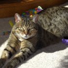 Tabby Cat with Green Eyes Sunbathing by Window