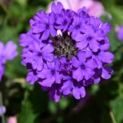 Vibrant Purple Ranunculus Flower with Bright Blue Center Blooming under Sunlight