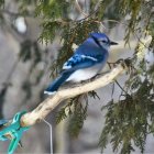 Colorful bird perched near lantern with blossoming branches and butterfly