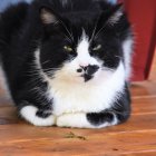 Black and white cat with green eyes playing under red chair with green beads and jeweled piece