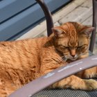 Orange and white cat on wicker chair near white flowers and blurred purple object