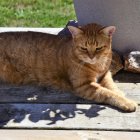 Striped cat next to blue vase on wooden bench with feather and bead, garden background