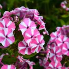 Vibrant pink and purple hydrangea flowers on green geometric background