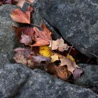 Autumn leaves, green moss, flowers, and succulents create rich natural tapestry