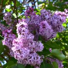 Colorful butterflies on lilac flowers with green leaves in the background