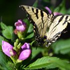 Colorful Butterfly Resting on Green Foliage with Water Droplets and Pink Flowers