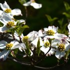 White Poppies with Yellow Centers and Dew Drops on Petals and Buds in Soft Bokeh