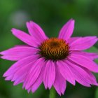 Vivid painting of pink coneflower with orange center and green leaves