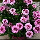 Vibrant pink flower bouquet in dark vase on moody background