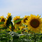 Vibrant Landscape with Stylized Sunflowers and Patterns