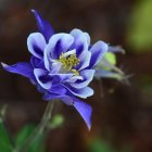 Colorful Blue and Purple Flower with Yellow Stamen on Soft-focus Background