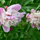 Detailed Pink and White Peony Flowers Illustration in Garden Setting