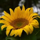 Bright Yellow Sunflower Against Green Leaves and Dusk Sky