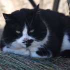 Fluffy Black and White Cat with Blue Eyes on Tree Branch amid Green Leaves