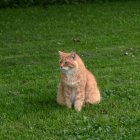 Calico cat in tall grass with trees and cloudy sky