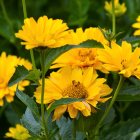 Vibrant yellow flowers with water droplets on petals and leaves on green backdrop