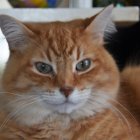 Orange Tabby Cat with Green Eyes and Fluffy Coat Staring at Camera