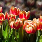 Vibrant Tulips Against a Cosmic Starry Background