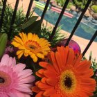 Detailed, colorful flowers with starlit ocean and silhouetted fence.