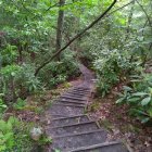 Scenic stone pathway through lush green forest