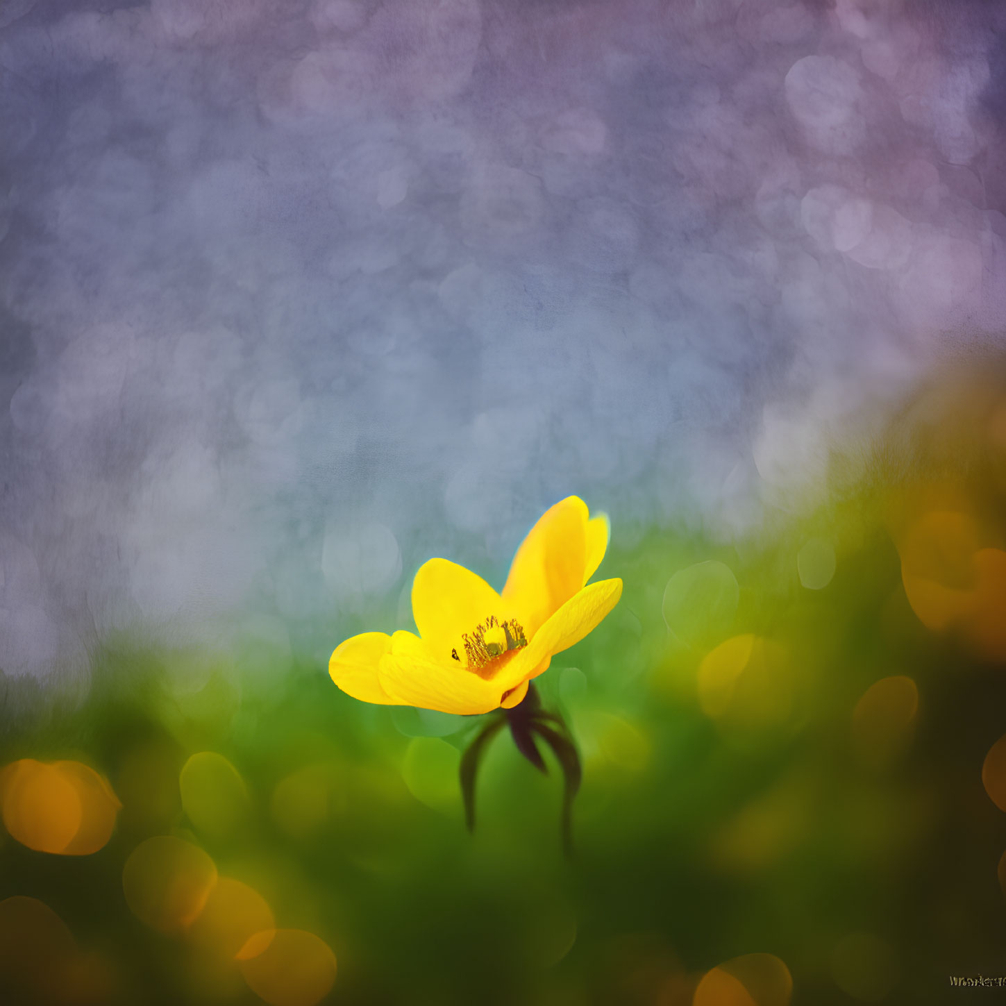 Yellow Flower with Blurred Bokeh Background in Artistic Image