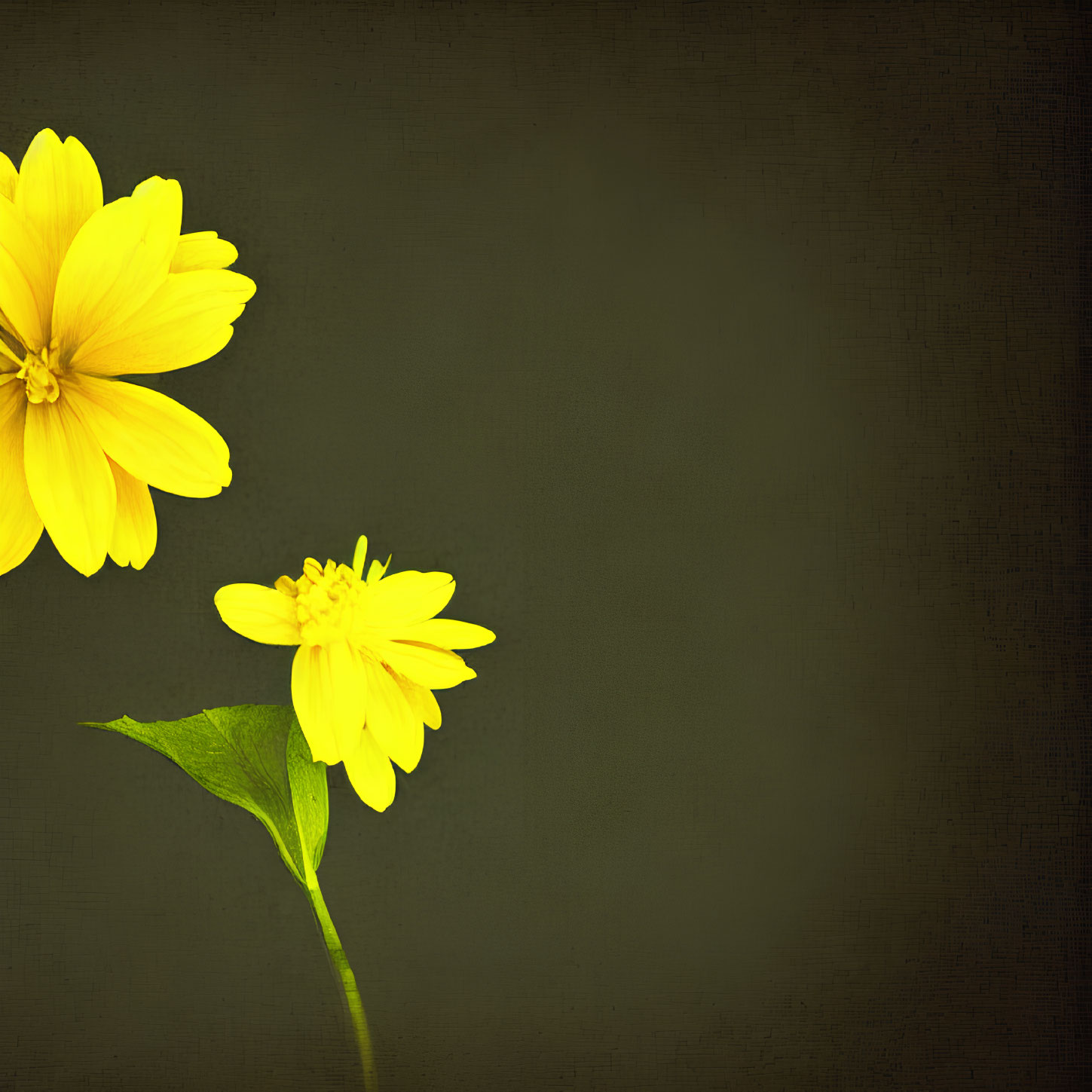 Vintage-style image featuring bright yellow flowers on dark background