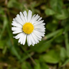 Single White Daisy with Bright Yellow Center on Blurry Green Background