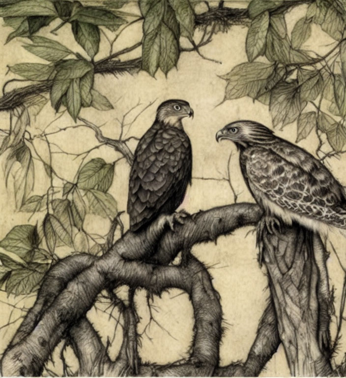 Intricately drawn hawks on gnarled tree branch with detailed foliage