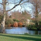 Tranquil garden with pond, swans, bridge, statues, and colorful foliage