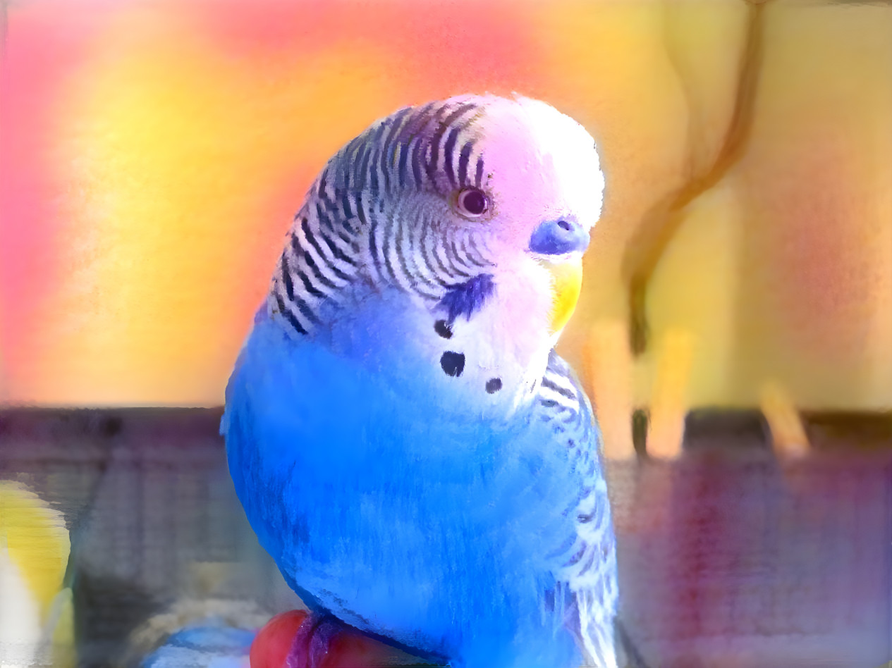 Blue Parakeet