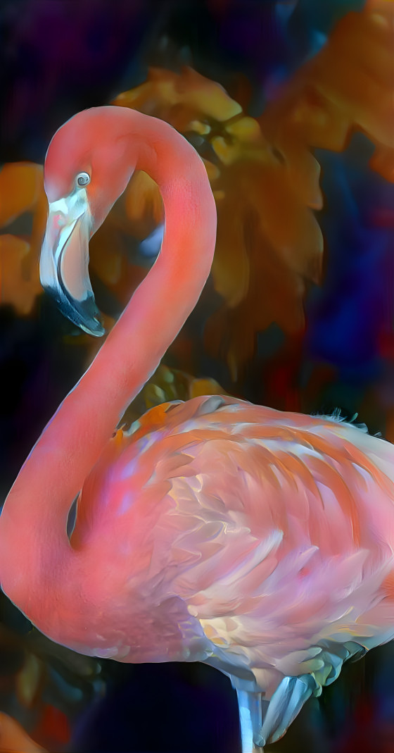 Flamingo 