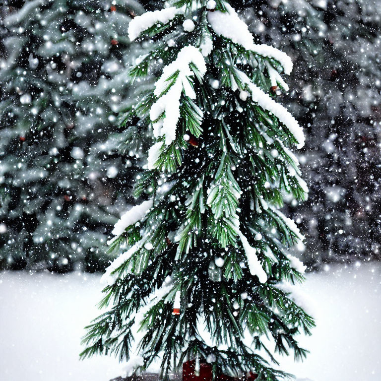 Winter scene: Snow-covered evergreen branch in heavy snowfall