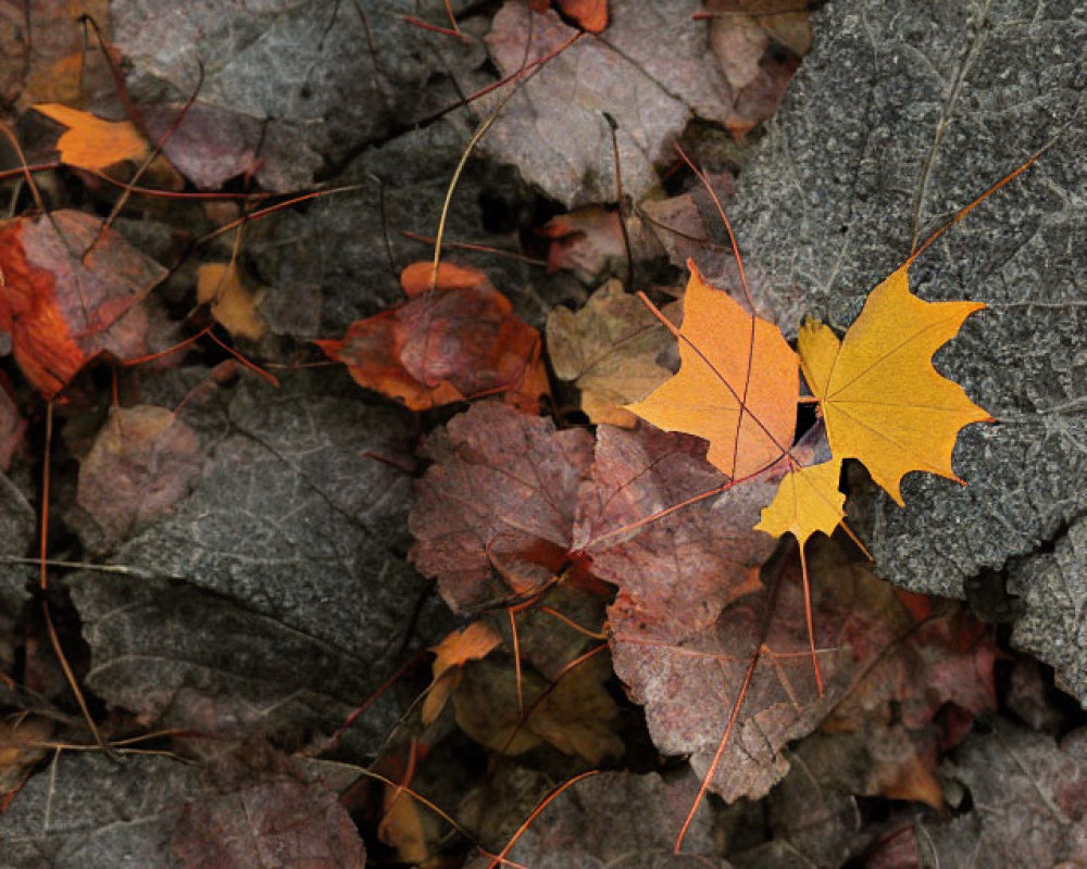 Bright Yellow Leaf Stands Out Among Crumpled Brown Leaves